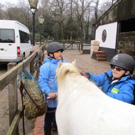 caring for the ponies